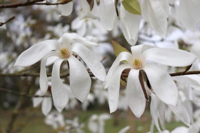 Magnolia x kewensis 'Wadas Memory' - šácholan - květy